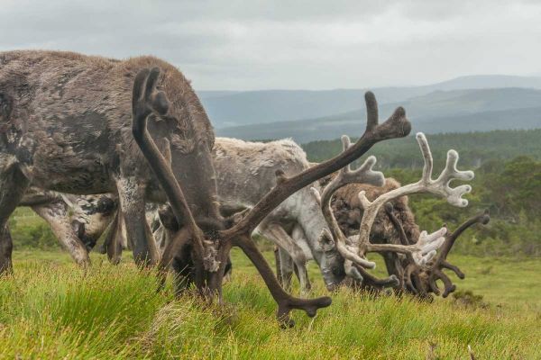 Europe, Scotland, Cairngorm NP Reindeers grazing